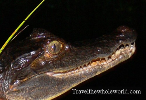 Ecuador Amazon Caiman
