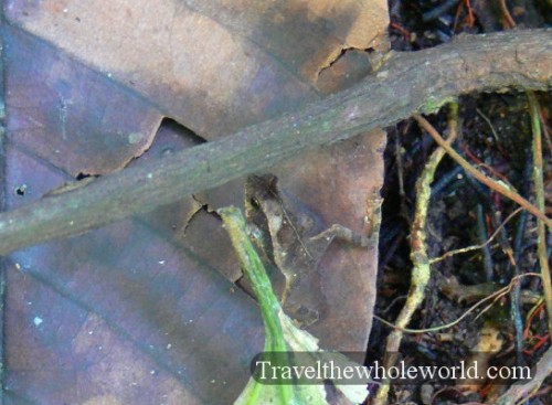 Ecuador-Amazon-Frog