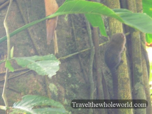 Ecuador Amazon Pigmy Monkey
