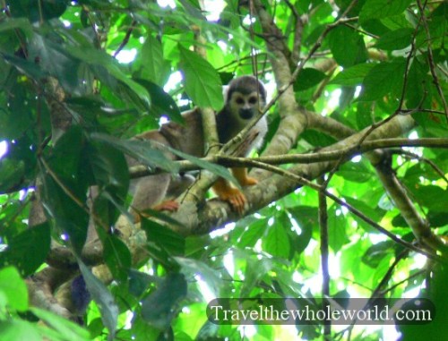 Ecuador Amazon Spider Monkey
