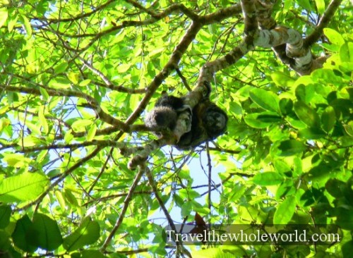 Ecuador Amazon Monkey Ugly
