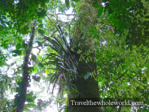 Ecuador Amazon Plant