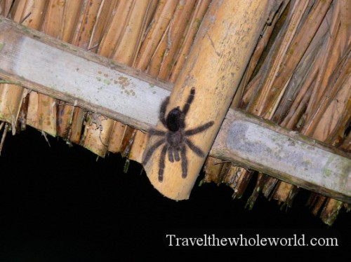 Ecuador Amazon Tarantula