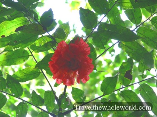 Ecuador Amazon Flower Rose