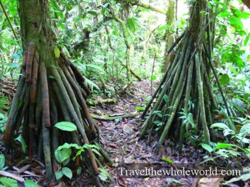 Ecuador Amazon Tree Roots