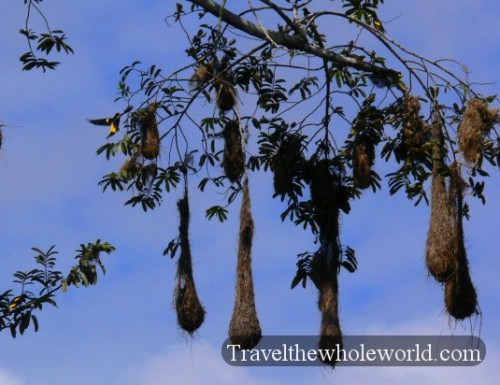Ecuador Amazon Crested Oropendolas Nests