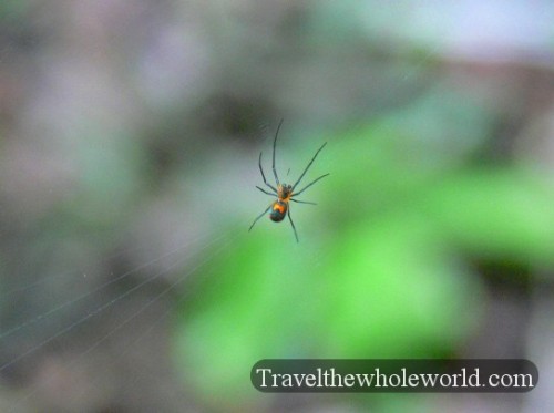 Ecuador Amazon Spider