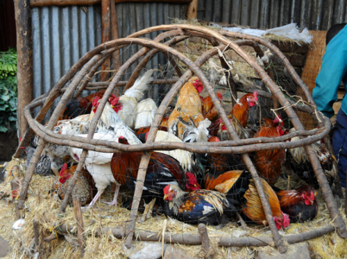 Ethiopia Addis Ababa Mercato Chickens