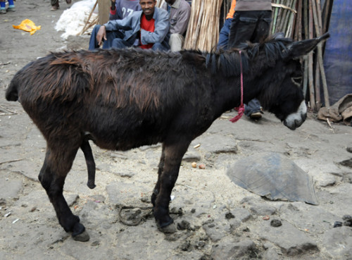Ethiopia Addis Ababa Mercato Donkey