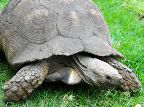 Ethiopia Addis Ababa Tortoise