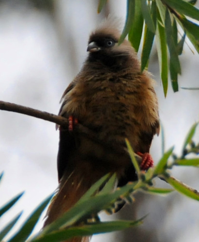 Ethiopia Bird