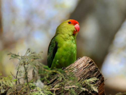 Ethiopia Bird Love Bird