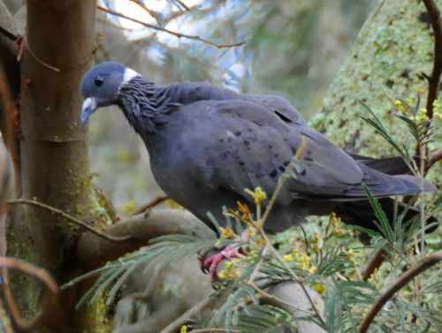 Ethiopia Bird Pigeon