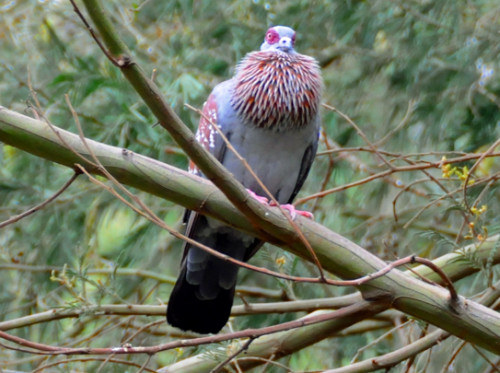 Ethiopia Bird Speckled Pigeon