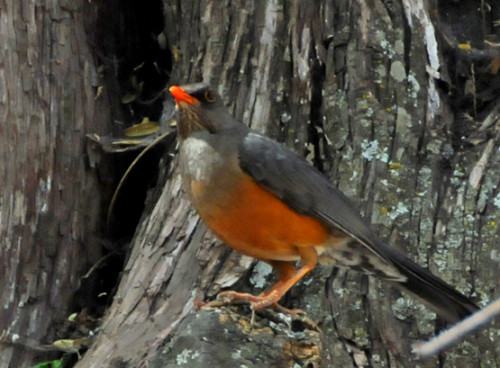 Ethiopia Bird Robbin