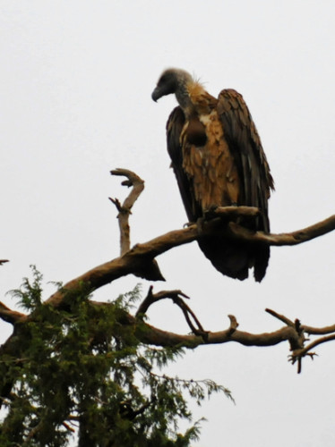 Ethiopia Bird Vulture