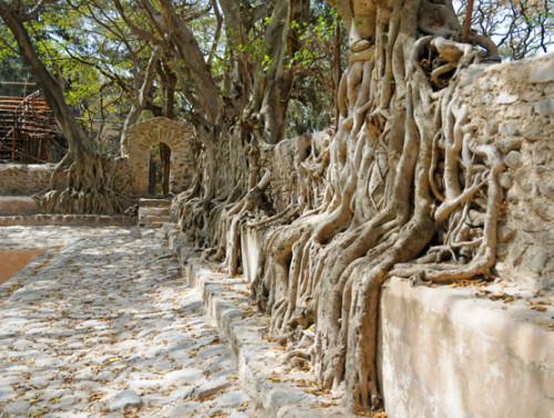 Ethiopia Gondar Bathhouse Roots