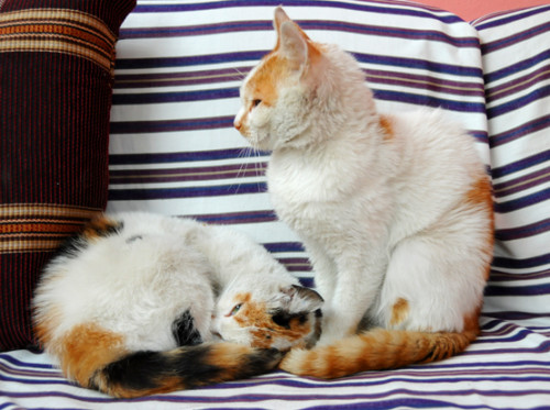 Ethiopia Guest House Cats