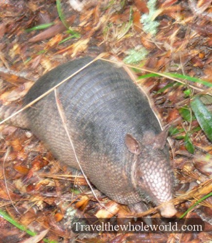 Georgia Armadillo