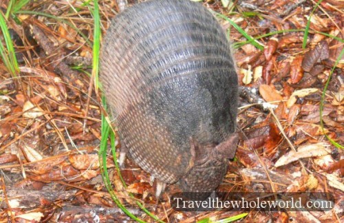 Georgia Cumberland Island Armadillo