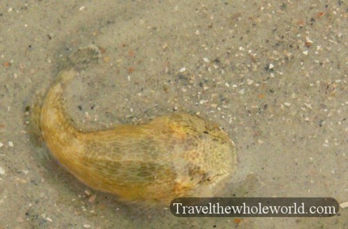 Georgia Cumberland Island Fish