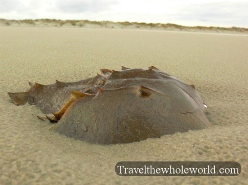 Georgia Cumberland Island Horseshoe Crab Shell