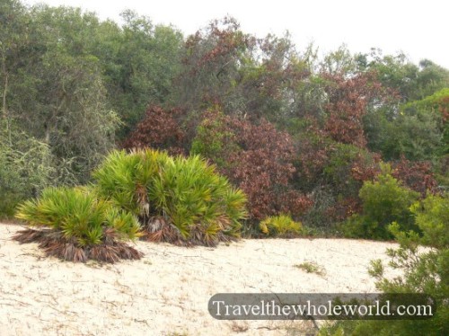 Georgia Cumberland Island Beach Woodland