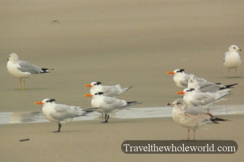 Georgia Sea Gulls