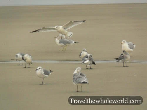 Georgia Cumberland Island Seagulls