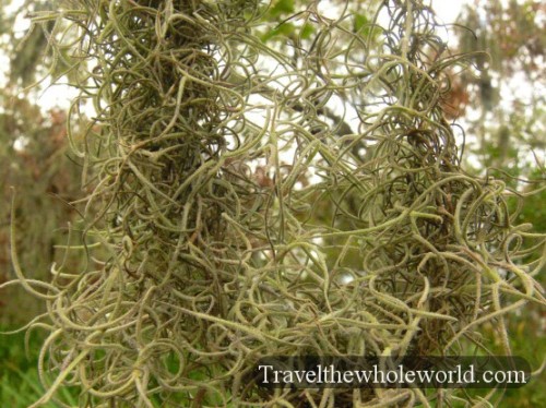 Georgia Cumberland Island Spanish Moss