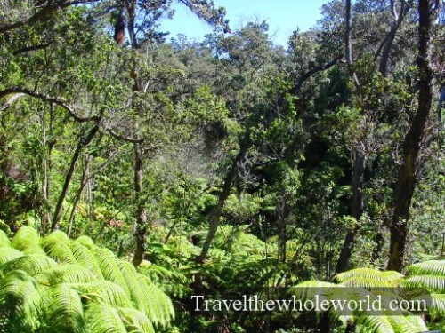 Hawaii-Rainforest