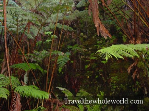Hawaii-Rainforest2