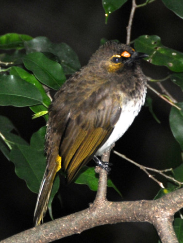 Hong Kong Park Bird