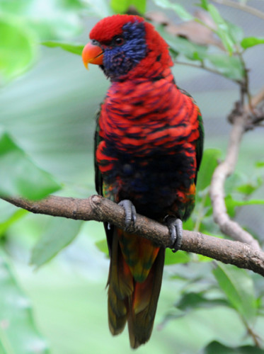 Hong Kong Park Bird Parrot