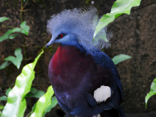 Hong Kong Park Bird Pigeon
