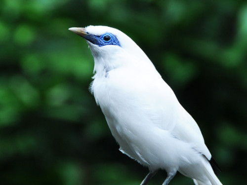 Hong Kong Park-Bird White