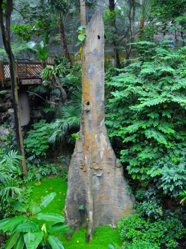Hong Kong Park Tree