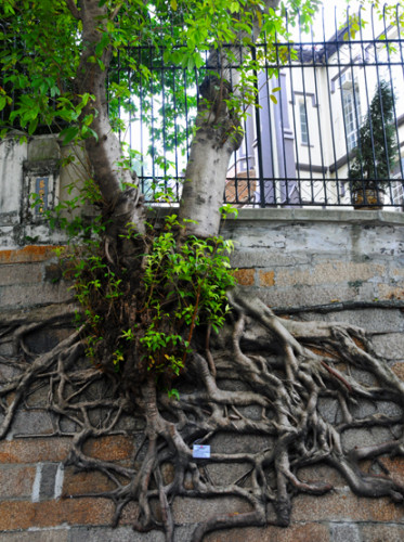 Hong Kong Tree Roots