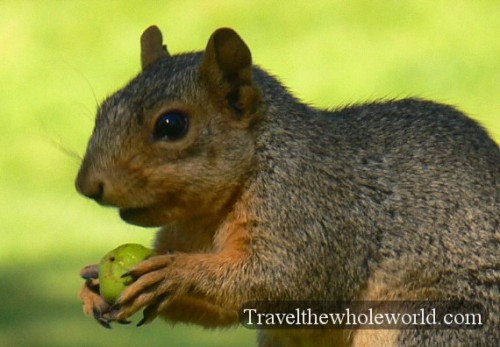 Idaho Squirrel