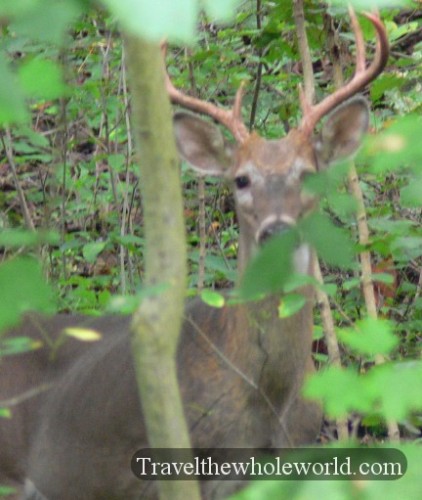 Illinois Buck