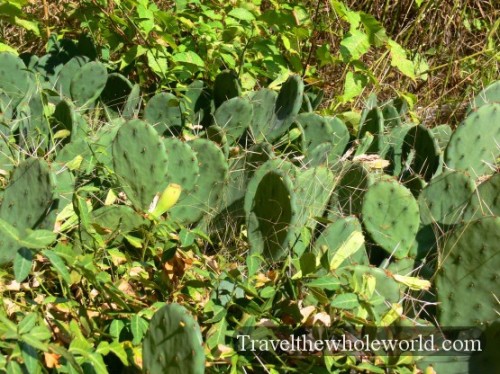 Illinois Cactus