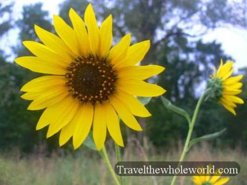 Illinois Flower
