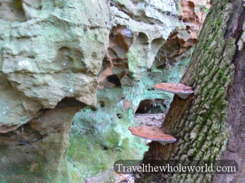 Shawnee Forest Mushrooms
