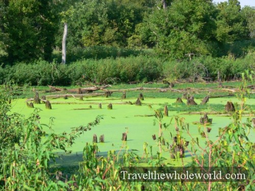 Illinois Swamp