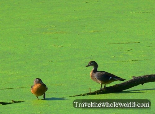 Illinois Ducks