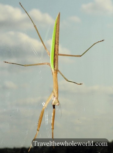 Iowa Des Moines Praying Mantis
