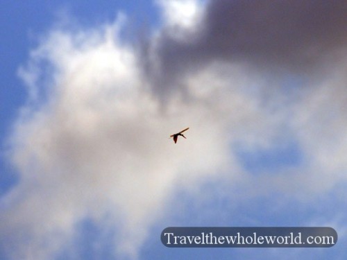 Praying Mantis Flight