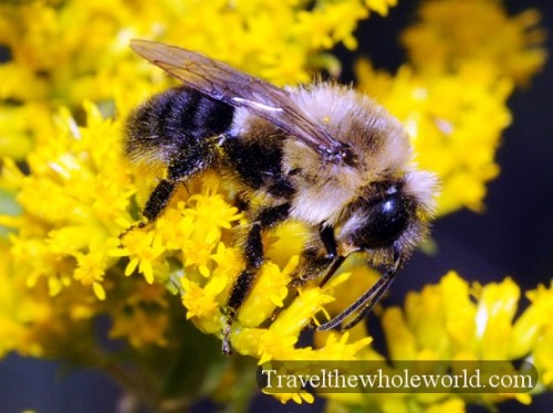 Iowa Neal Smith Wildlife Bee