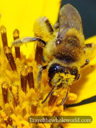 Iowa Neal Smith Wildlife Bee