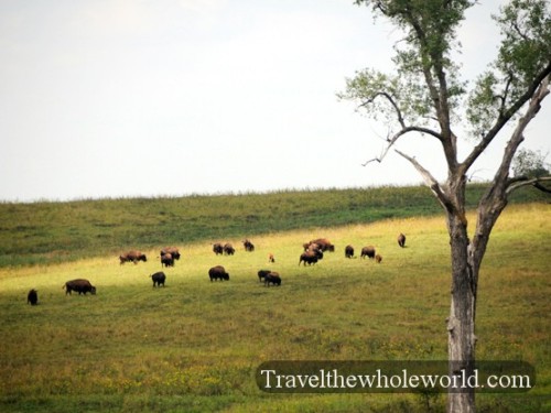 Iowa Neal Smith Wildlife Bison